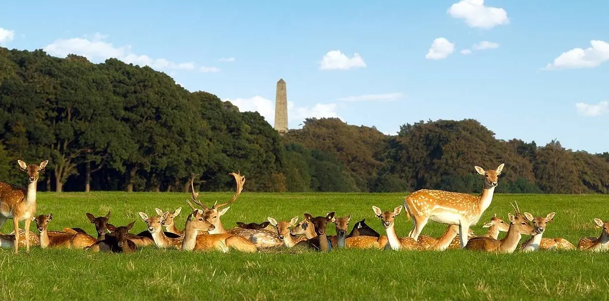 Fallow deer grazing in Phoenix Park, Dublin — Wellington Monument obelisk in the background, minutes from EirStay serviced accommodation in Dublin 8 at Kilmainham and Islandbridge